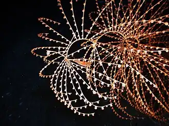 Iridigorgia sp., un Chrysogorgiidae.