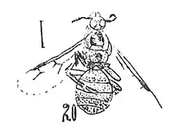 Iridomyrmex breviantennis N. Théobald 1937 holotype éch R484 x4 p.&nbsp;209 pl.XIV Hyménoptères du Sannoisien de Kleinkembs.