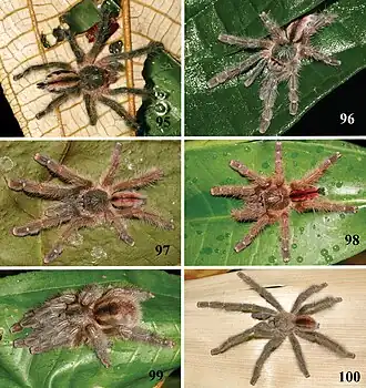Description de l'image Iridopelma hirsutum - ZooKeys-230-001-g018.jpeg.