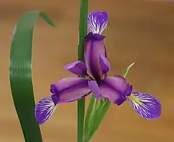 Iris graminea