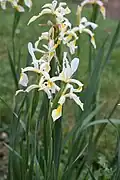 Fleurs d'Iris orientalis