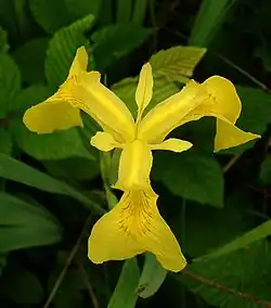Fleur d'Iris.