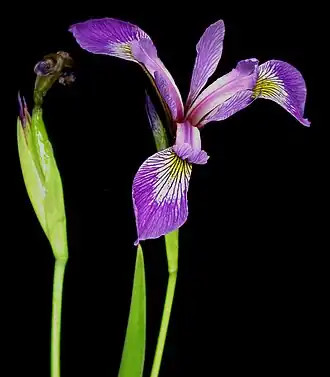 Description de cette image, également commentée ci-après