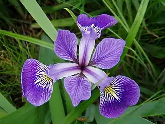 Iris versicolor L.