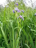 Iris versicolor L.
