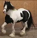 Irish cob