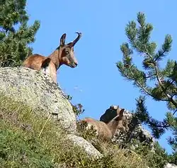 Isard, Rupicapra pyrenaica,occupant les hauteurs de la vallée du Rioumajou.