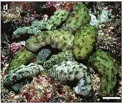 Isaurus tuberculatus.