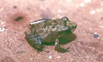 Description de l'image Ischnocnema parva.jpg.