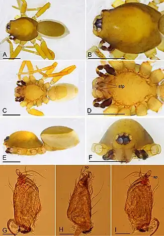 Description de l'image Ischnothyreus yueluensis (10.3897-BDJ.9.e66843) Figure 4.jpg.