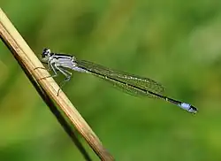 Ischnura elegans (femelle)