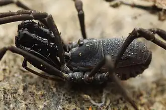 Description de l'image Ischyropsalis luteipes.jpg.