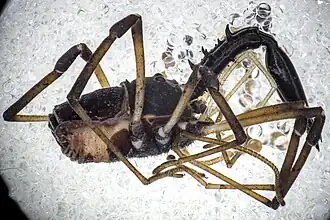 Description de l'image Ischyropsalis robusta.jpg.