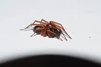 Description de cette image, également commentée ci-après