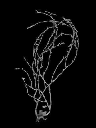 Description de l'image Isidella tenuis (10.3897-zookeys.729.21779) Figure 3 (cropped).jpg.