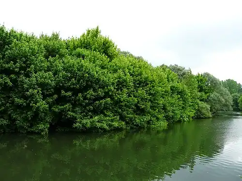 L'Isle en amont de la Roche.