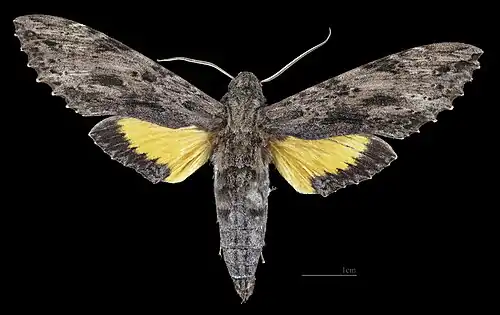 Avers de la femelle (coll.MHNT)