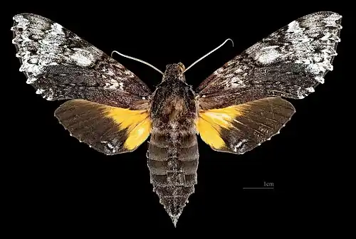 Avers de la femelle (coll.MHNT)