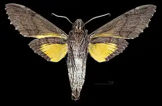 Revers du mâle(coll.MHNT)