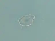 Vue aérienne de Campalto.