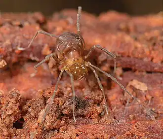 Description de l'image Isolachus spinosus (10.3897-zookeys.760.24937) Figure 1 (cropped).jpg.