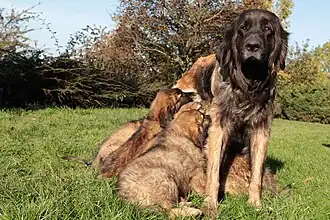 Femelle allaitant ses petits.