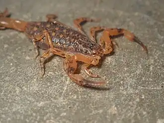 Description de l'image Isometrus maculatus 56192883.jpg.