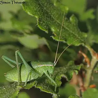 Description de cette image, également commentée ci-après