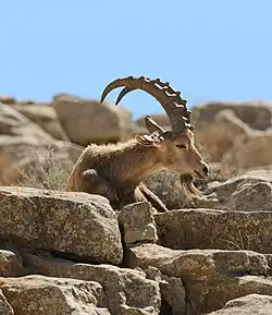 Un bouquetin de Nubie, également auprès de Makhtesh Ramon.