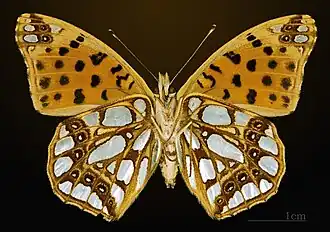 Femelle face ventrale