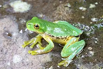 Description de l'image Isthmohyla pictipes, Costa Rica imported from iNaturalist photo 351398145.jpg.