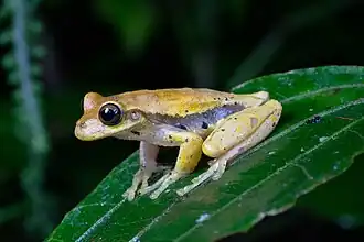 Description de l'image Isthmohyla pseudopuma, Monteverde, Costa Rica imported from iNaturalist photo 351398052.jpg.