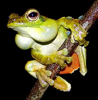 Description de l'image Itapotihyla langsdorffii02.jpg.