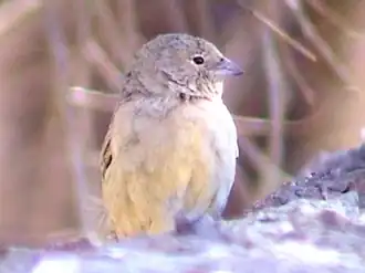 Description de l'image J-O.png.