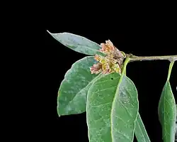 Description de l'image J20170415-0001—Quercus parvula var parvula—RPBG (33265598403).jpg.