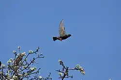 Un étourneau qui vient de s'envoler d'un arbre.