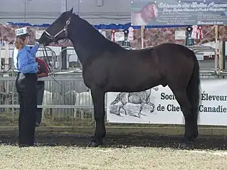 Jugement d'un cheval Canadien à Expo Québec, en 2009.