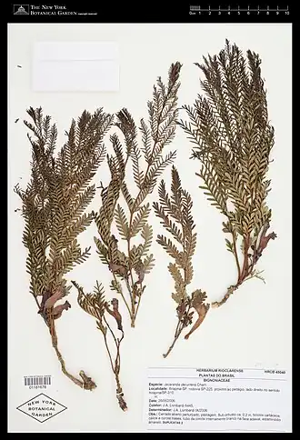 Description de l'image Jacaranda decurrens.jpg.