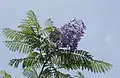 Jacaranda mimosifolia.