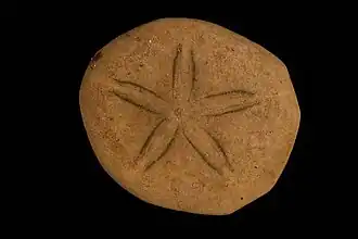 Jacksonaster depressum (Laganidae).