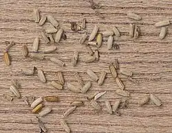 Akènes de Jacobaea vulgaris subsp. vulgaris.