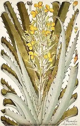 Description de l'image Jacquin Bromelia chrysantha 1797 randlos.jpg.