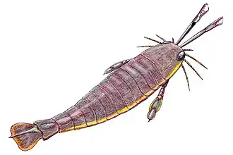 Jaekelopterus rhenaniae (Pterygotidae)