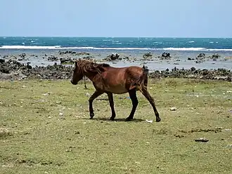 Poney du Sri Lanka sur l'île de Delft
