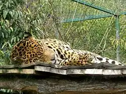 Jaguar dans son enclos.