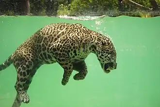 Image illustrative de l’article Zoo de Bordeaux Pessac