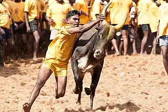 Le Jallikattu est une pratique sportive et sociale propre à certaines régions du Tamil Nadu. Il est particulièrement organisé autour de Pongal.