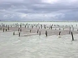 Une ferme d'algues à Jambiani.