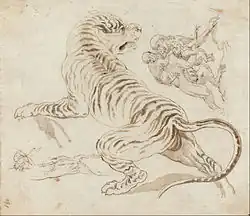 Dessin étude tigre