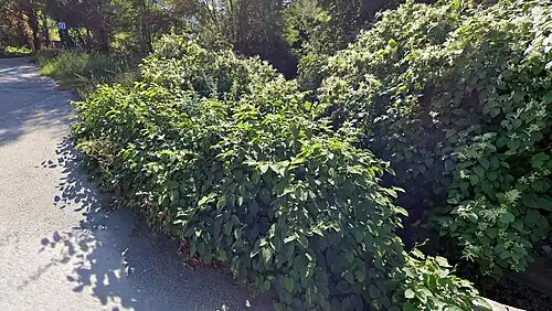 Le Janon longeant la N88 aux Sagnes (Sr-Chamond), où il reçoit le Ricolin (code V3100580) en rive droite